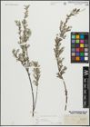Foto von Salix repens subsp. incubacea (L.) A. Neumann